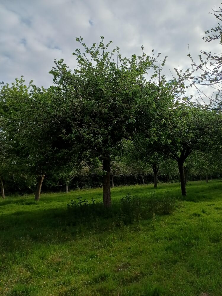 userfiles/produit/5701/arbre_var_264_marin onfroy zc 103.jpg